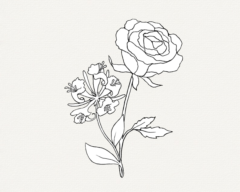 May include: A black and white line drawing of a rose and a honeysuckle flower.