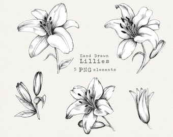 Lily Clip Art, Hand Drawn Lily PNG, Floral Clipart, Lily Flower Vintage Illustration, Lily Line Art, Commercial Use Instant Download, Tattoo