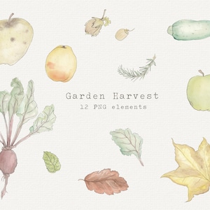 Clipart de colheita de jardim, clipart de vegetais em aquarela, pacote de clipart em aquarela, comida, maçãs, beterraba, vegetais, avelã, download instantâneo
