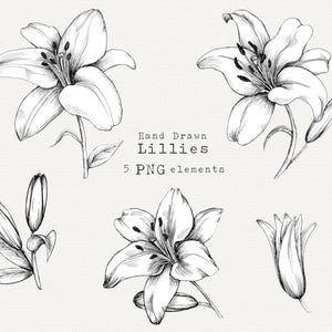 ユリのクリップアート、手描きのユリのPNG、花のクリップアート、ユリの花のビンテージイラスト、ユリの線画、商用利用の即時ダウンロード、タトゥー
