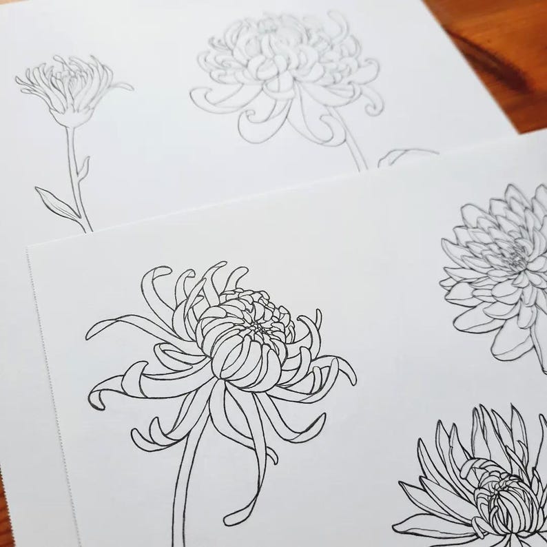 Chrysanthemum Line Art, Floral SVG Clipart (SVG, PNG) image 4