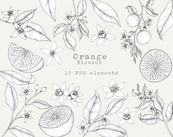Clipart di fiori d'arancio, illustrazione di frutta arancione, arte botanica arancione disegnata a mano, elementi PNG per uso commerciale, linea artistica arancione, pacchetto