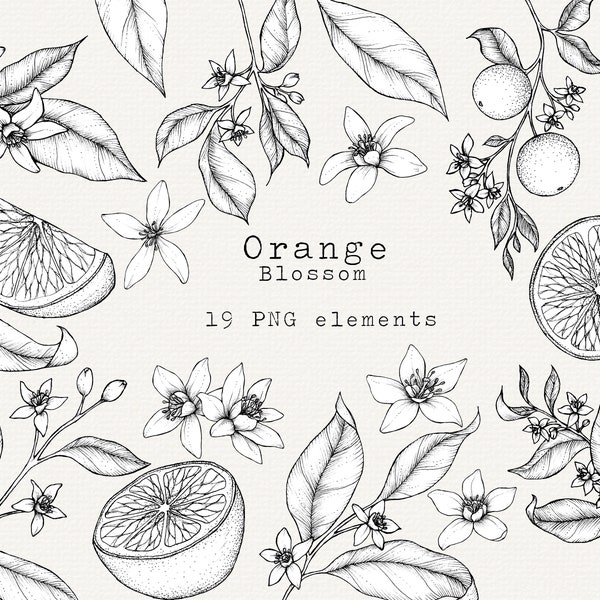 Orange Blossom Clipart, Orange Fruit Illustration, Hand Drawn Orange Botanical Art, PNG Elements for Commercial Use, Orange Line Art, Bundle