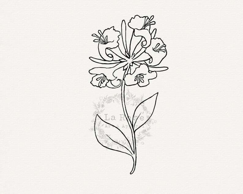 May include: A black and white line drawing of a honeysuckle flower with five petals. The flower is on a stem with two leaves.