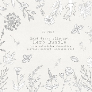 Pacote de clipart de ervas, clipart desenhado à mão de ervas medicinais, remédios herbais, PNG botânico, flores digitais, clipart médico, clipart botânico