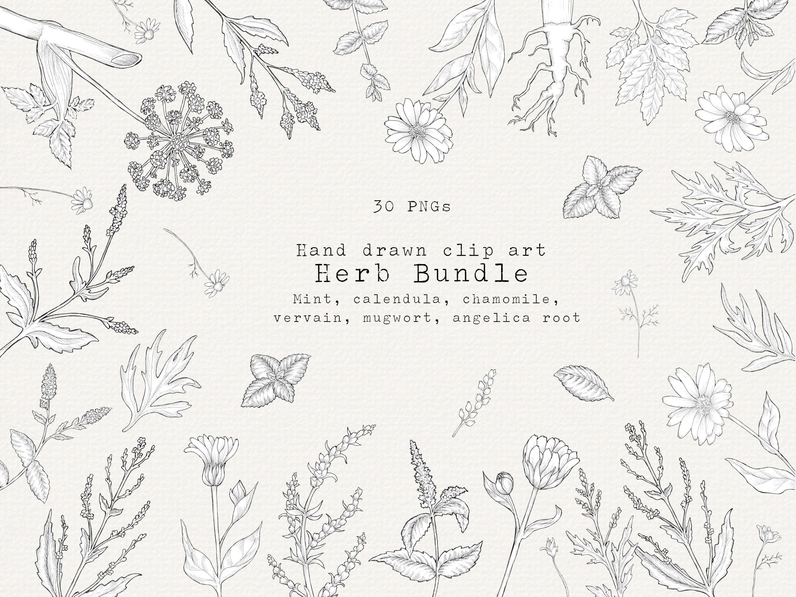 Herb Clipart Bundle, Medicinal Herbs Hand Drawn Clipart, Herbal Remedies, Botanical PNG, Digital Flowers, Medical Clipart, Botanical Clipart