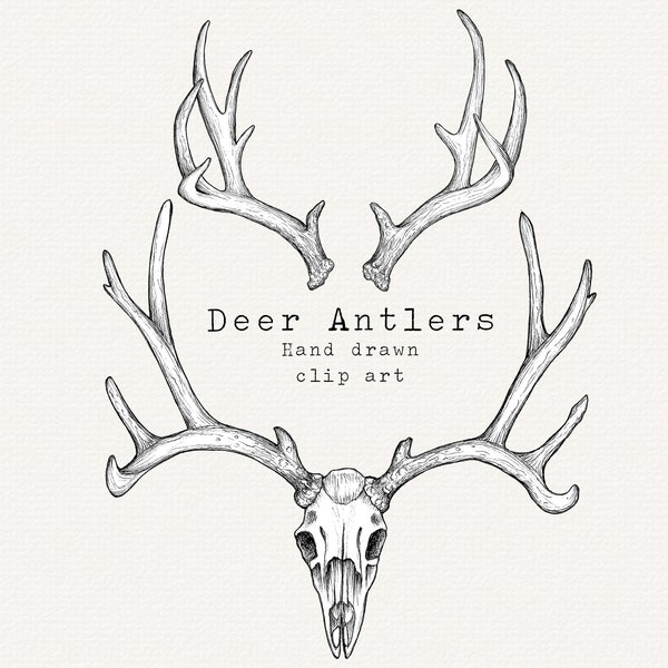 Antlers Clipart, Antler Clipart, Deer PNG, Deer Antlers Clipart, Digital Antlers, Hunting PNG, Boho Clipart, Rustic Clipart