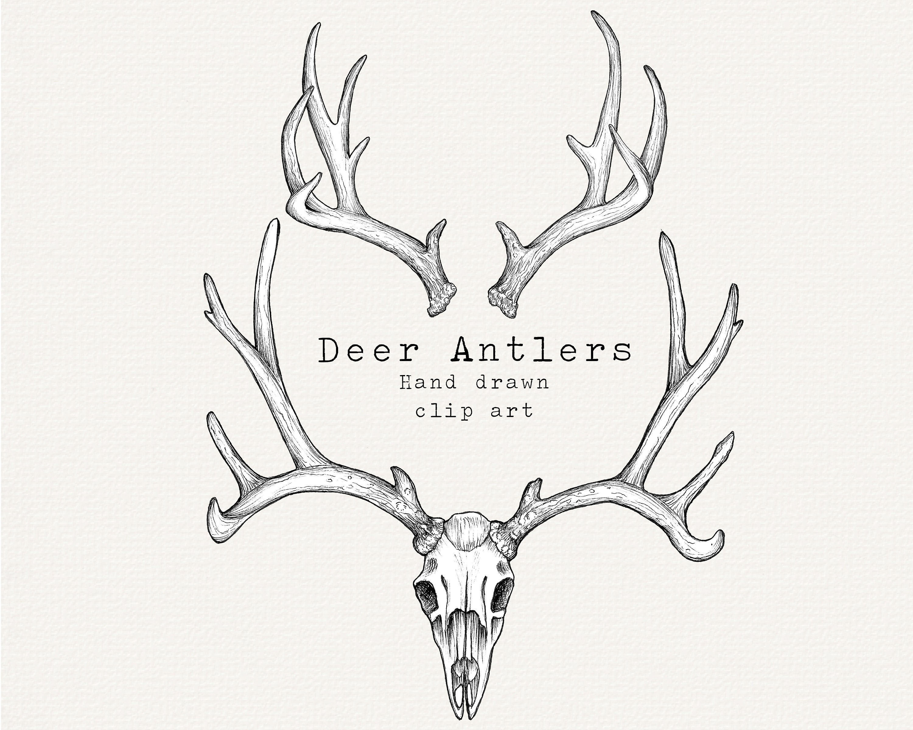 Deer antler sketch