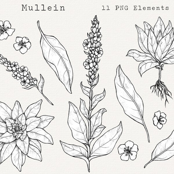 Mullein PNG Clip Art, Hand Drawn Mullein Illustration, Medicinal Plant Line Art, Foraging, Wild Herbal Remedies, Botanical Clipart