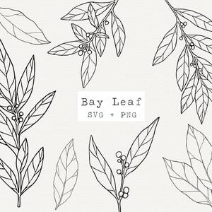 Laurierblad SVG-illustraties, commercieel gebruik, laurierplant vectorillustratie, kruid zeer fijne tekeningen, baai tekening, kruidentuin, laurier, grafische elementen