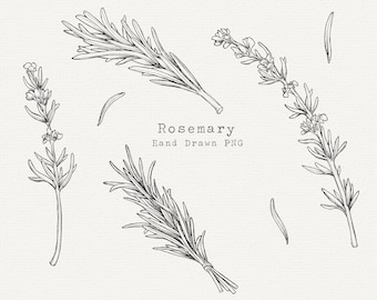 Hand Drawn Rosemary Clipart: Herbal Line Art PNG (7 Elements)