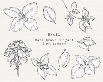 Basil PNG Clip Art, Hand Drawn Illustration, Herb Line Art, Basil Drawing, Herbal Garden Clipart, For Labels, Branding, Logo, Commercial Use