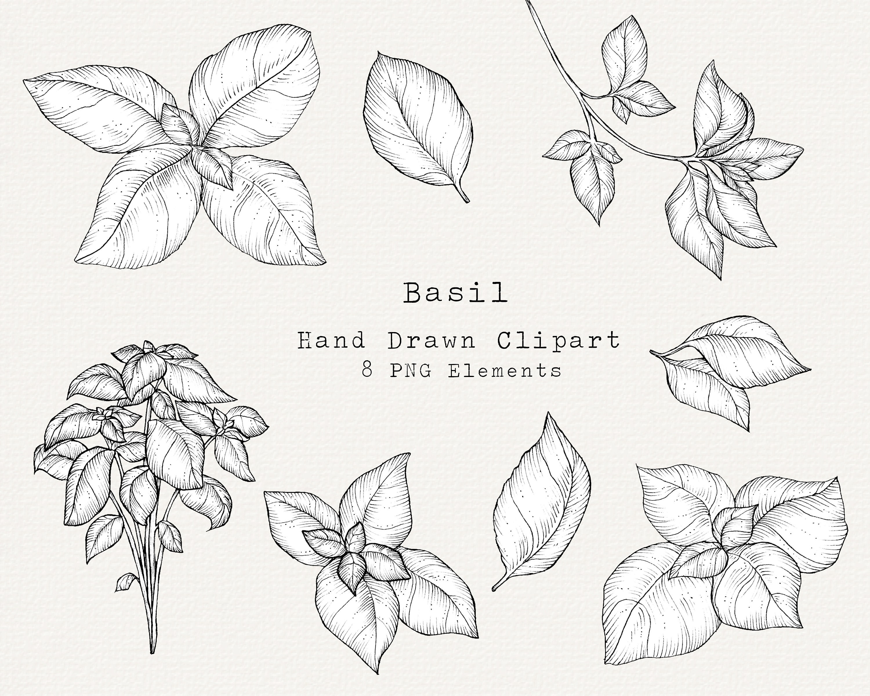 Basil Leaves Drawing