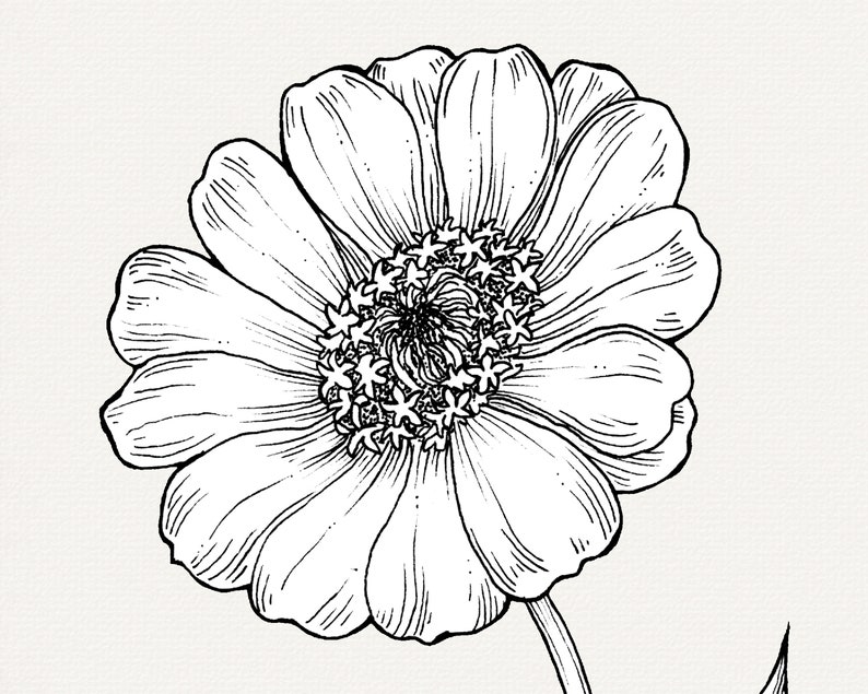 Hand-drawn Zinnia Flower Line Art, Botanical Illustration (PNG Clip Art ...