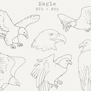 May include: A set of five line drawings of eagles in various poses. The drawings are in black and white and feature different angles of the bird, including a close-up of the head.