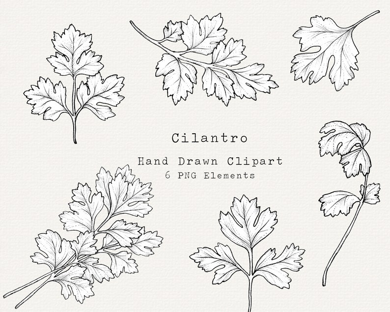 Cilantro PNG Clip Art Hand Drawn Illustration Herb Line Art Etsy Canada