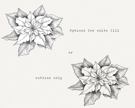 Handgezeichneter Weihnachtsstern Clip Art - Weihnachtsblume Illustration,  PNG Digital Download - Etsy Schweiz