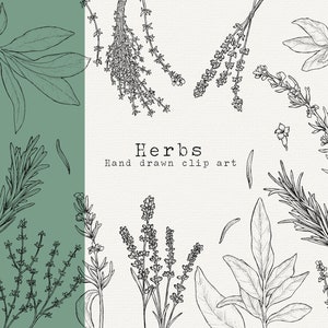 Herb Clip Art Bundle, Outline, Rosemary, Sage, Thyme, Medicinal Herb Clip Art, Herbal Remedies PNG, Kitchen Clipart, Cooking Herbs Line Art