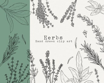 Herb Clip Art Bundle, Outline, Rosemary, Sage, Thyme, Medicinal Herb Clip Art, Herbal Remedies PNG, Kitchen Clipart, Cooking Herbs Line Art