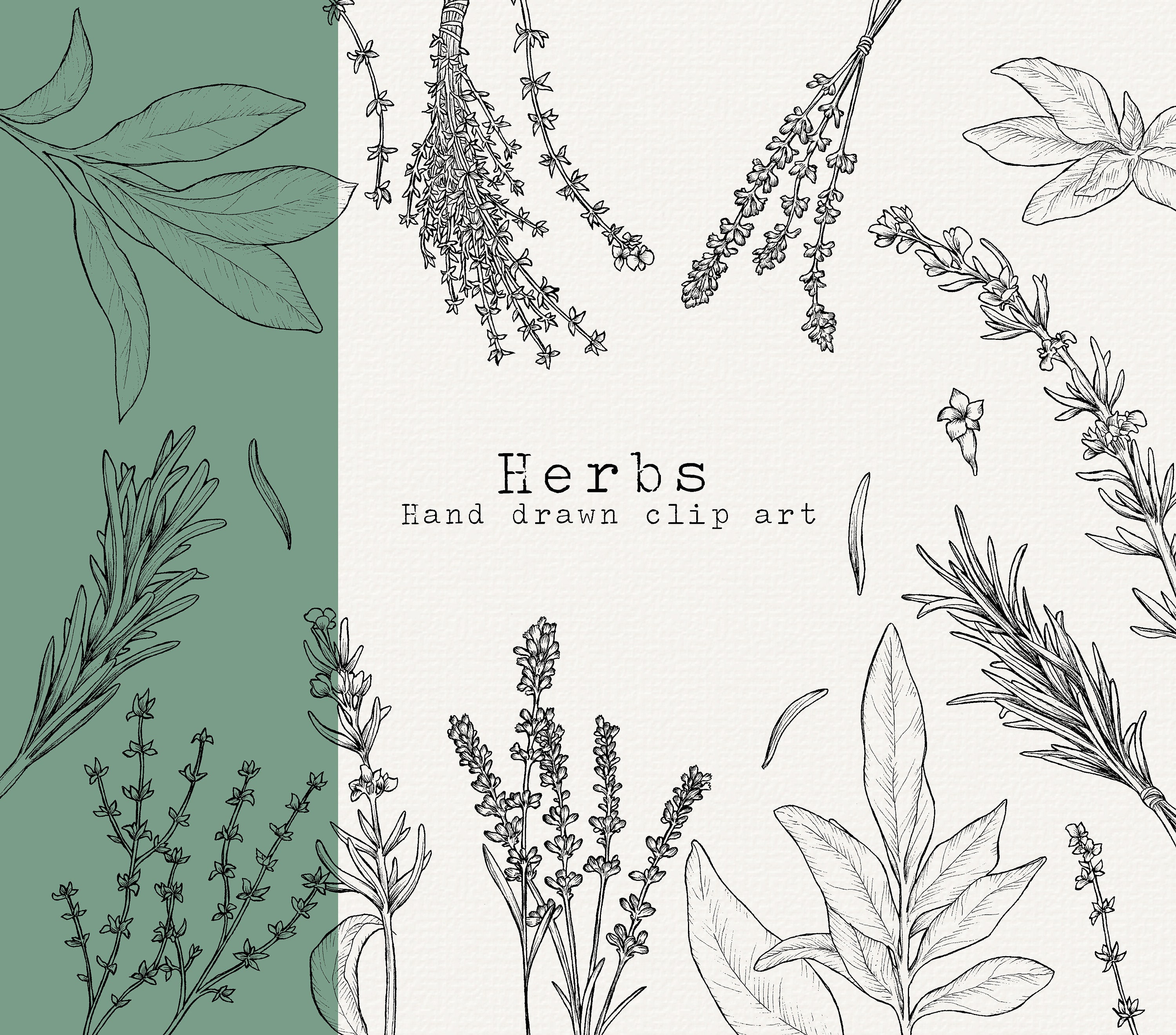 Herb Clip Art Bundle Outline Rosemary Sage Thyme Etsy Canada