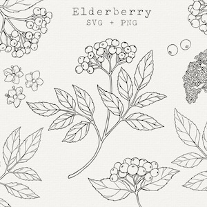 Vlierbessen SVG, vlierbessen illustraties, vlierbessen illustratie, botanische zeer fijne tekeningen, Cricut gesneden bestand, eenvoudige omtrektekening, commercieel gebruik