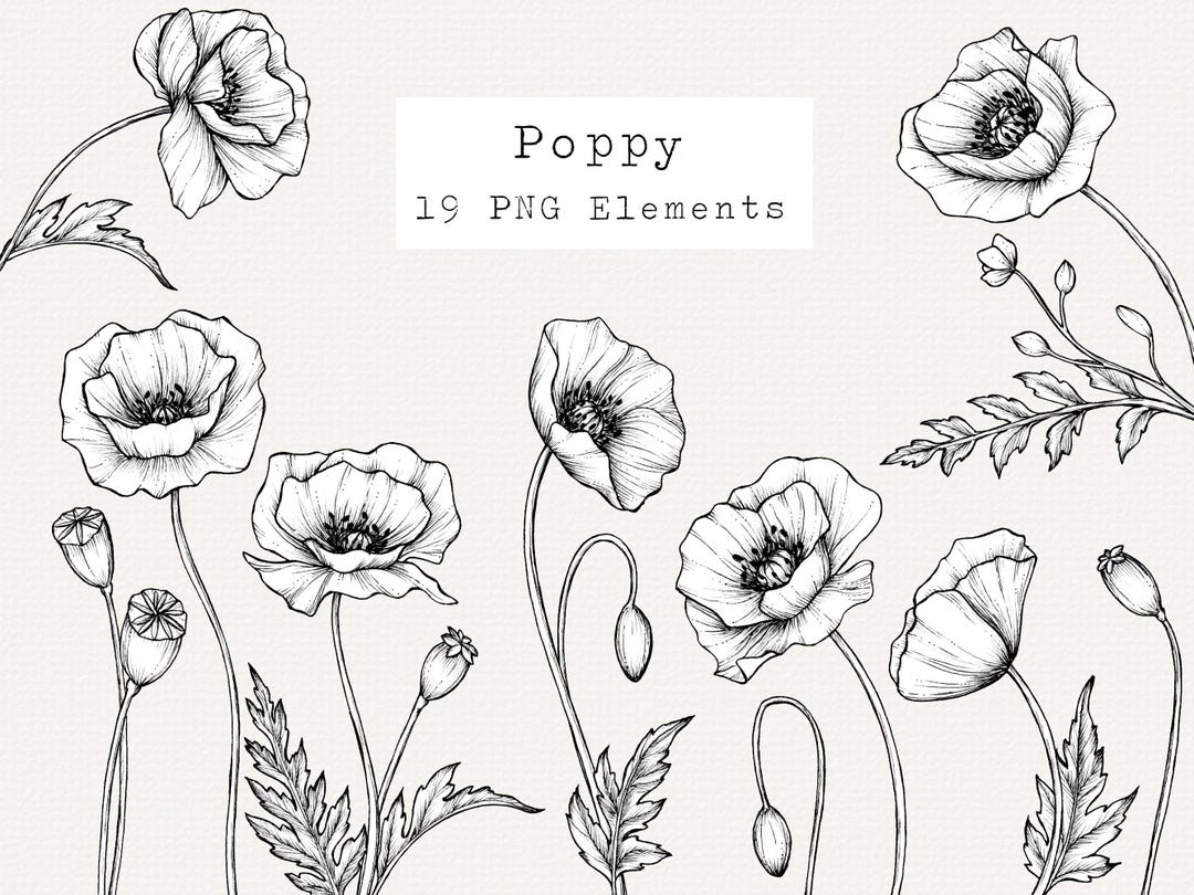 手描きのポピーの花の線画クリップアート、植物PNG（19要素） - Etsy 日本