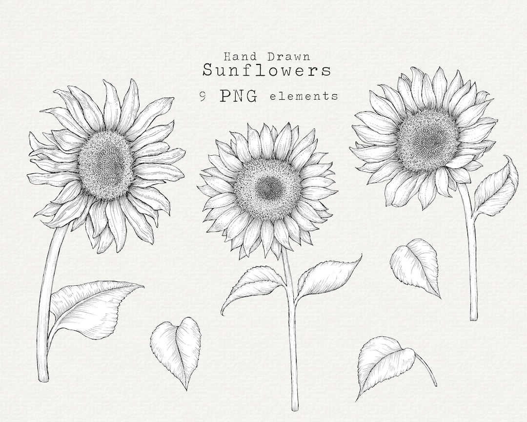 6,700+ Sunflower Sketch Stock Photos, Pictures & Royalty-Free Images -  iStock