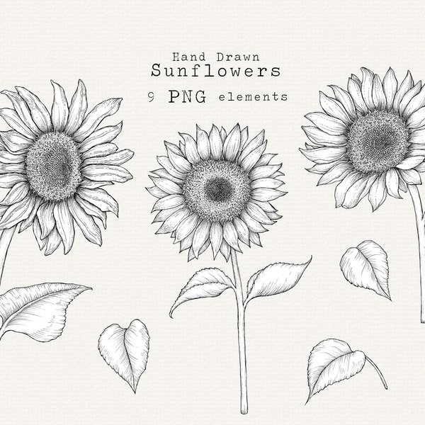 Sunflowers Clip Art, Hand Drawn Sunflower, Sunflower PNG, Sunflower Clip Art, Sunflowers Fine Line Art, Detailed Sunflower Illustration