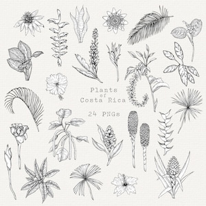 Clipart PNG di piante della Costa Rica, illustrazioni di fiori tropicali disegnate a mano, download di grafica di piante esotiche, clipart botaniche, uso commerciale