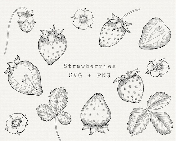Strawberry SVG, Hand Drawn Strawberry Vector for Labels, Cricut