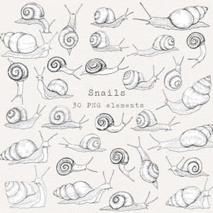 Pode incluir: Uma coleção de 30 ilustrações de caracóis desenhados à mão em preto e branco. Os caracóis variam em tamanho e pose, com padrões detalhados nas conchas e antenas visíveis. O texto "Snails" e "30 PNG elements" está presente.