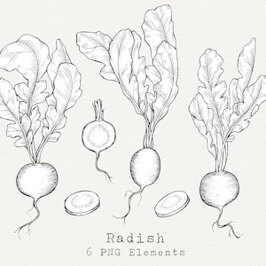 Radish PNG Clip Art, Hand Drawn Radish Illustration, Vegetable Line Art, Garden Veggie Drawing, Commercial Use Vintage Clipart Download