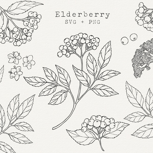 Elderberry SVG, Elderberry Clip Art, Elderberries Illustration, Botanical Line Art, Cricut Cut File, Simple Outline Drawing, Commercial Use
