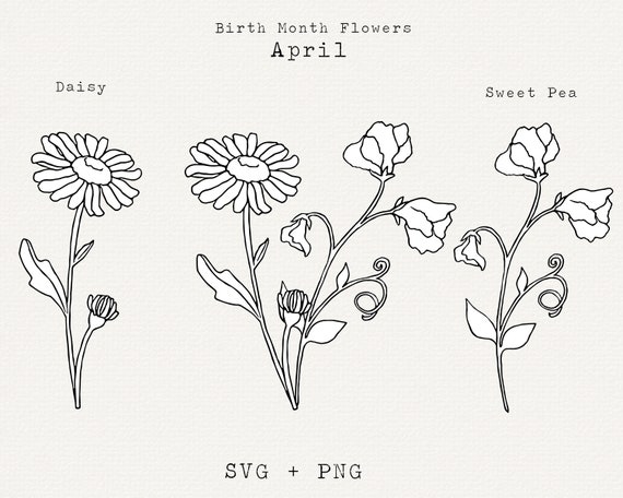 Daisy SVG, Sweet Pea SVG, April Birth Month Flower SVG, April Birthday  Flower, Botanical Line Art, Floral Clipart, Sweetpea, Cricut Cut File 