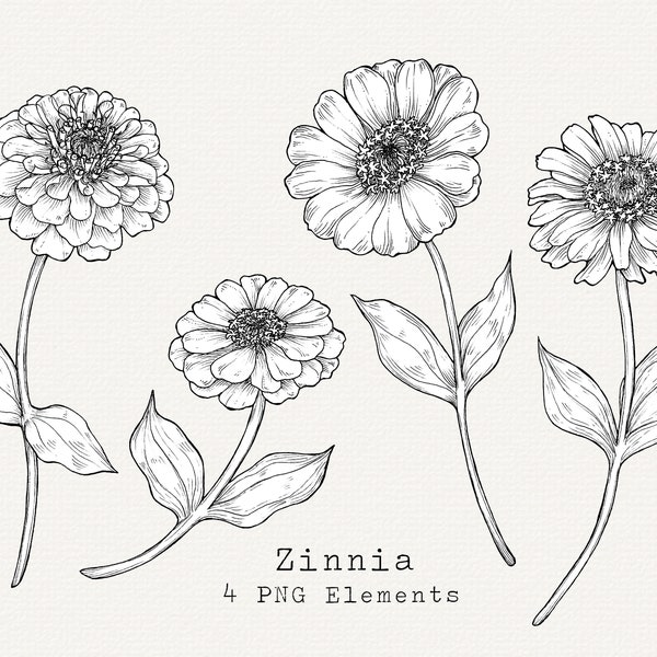 Zinnia Flower PNG Clip Art, Hand Drawn Zinnias Illustration, Flower Line Art, Floral Botanical Drawing, Commercial Use Vintage Clipart