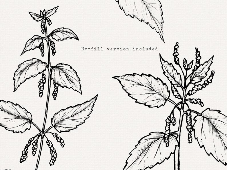 Stinging Nettle Botanical Illustration, Hand Drawn Herb Clipart, PNG ...