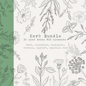 Pacote de clipart de ervas, contorno, sem preenchimento, clipart desenhado à mão de ervas medicinais, remédios herbais, PNG botânico, clipart botânico de flores digitais