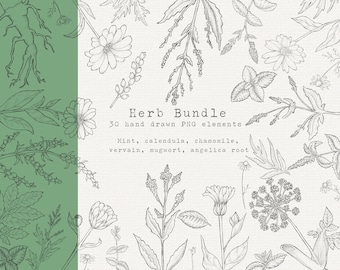 Hand Drawn Herb Clipart Bundle, Botanical PNG (Digital Download)