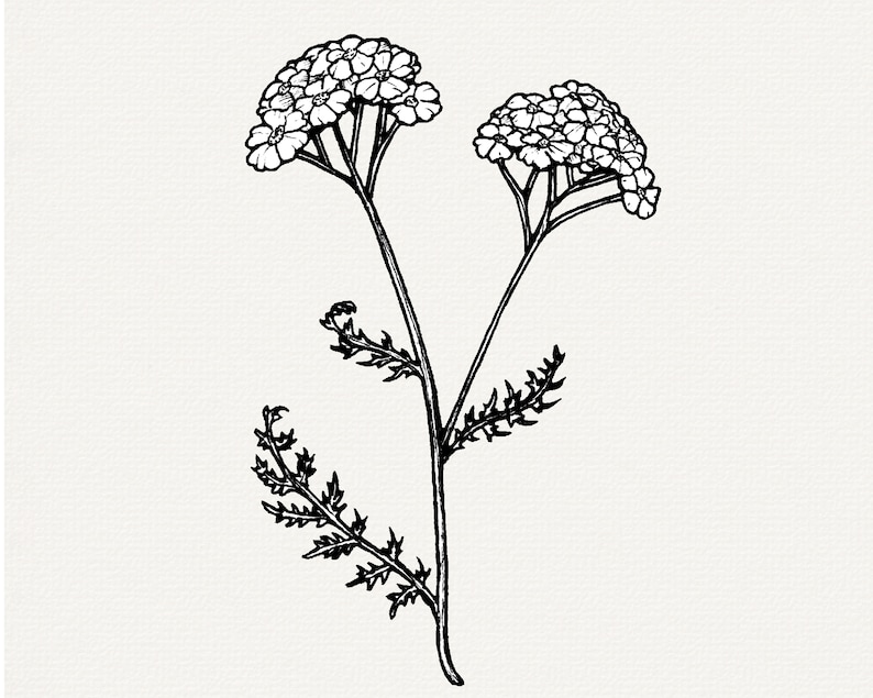 Yarrow Line Drawing Hand Drawn Yarrow Flower Illustration, Botanical Clipart (PNG) - Etsy