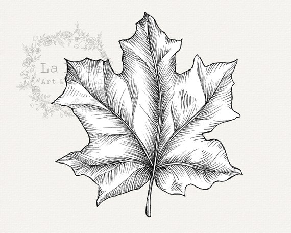Autumn leaf (colored pencils) by KamilaM94 on DeviantArt