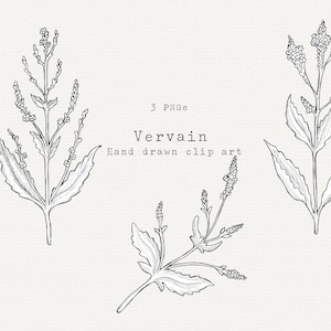 Clip Art de Erva Verbena, Clipart de Verbena, Remédios Herbais, Ilustração Botânica Desenhada à Mão, Arte de Linha em Preto e Branco, Uso Comercial, Ervas
