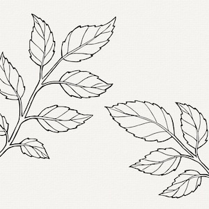 Pu&ograve; includere: Due disegni in bianco e nero di rami con foglie con pi&ugrave; foglie.