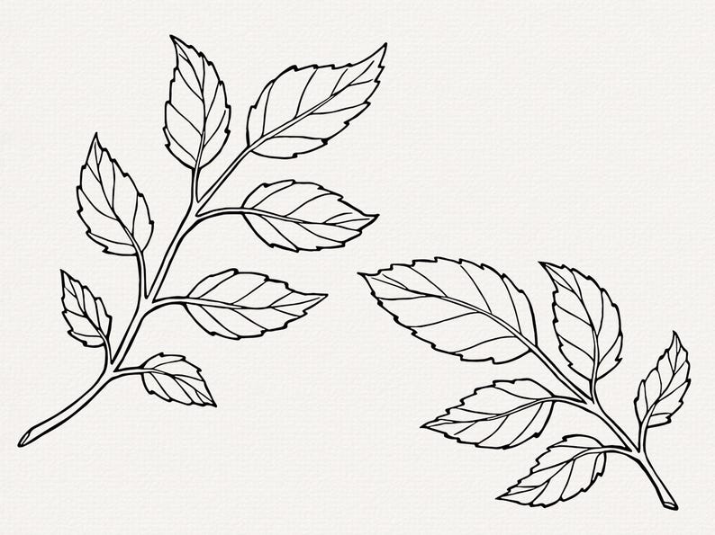 Pu&ograve; includere: Due disegni in bianco e nero di rami con foglie con pi&ugrave; foglie.