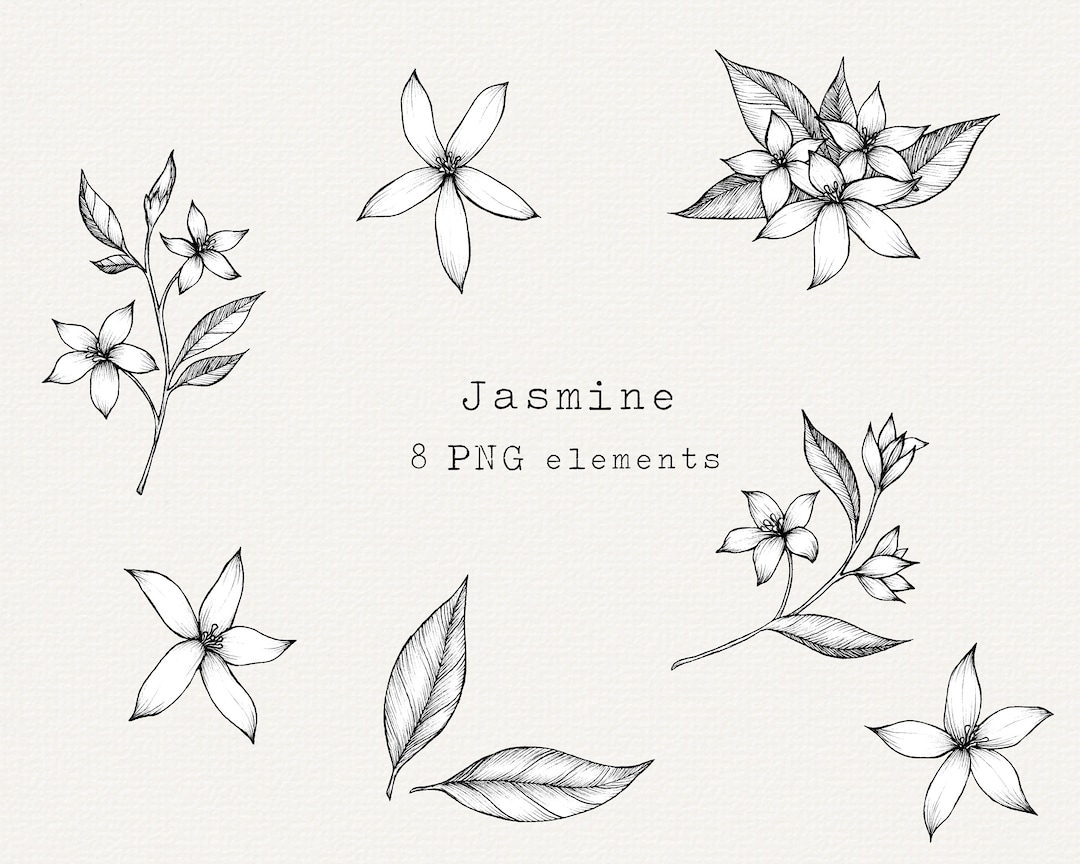 Jasmine Flower Clipart, Botanical Illustration, Hand Drawn Tattoo
