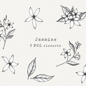 Jasmine Flower Clipart, Botanical Illustration, Hand Drawn Tattoo Design, PNG Elements for Commercial Use, Jasmine Branch Line Art, Sprig