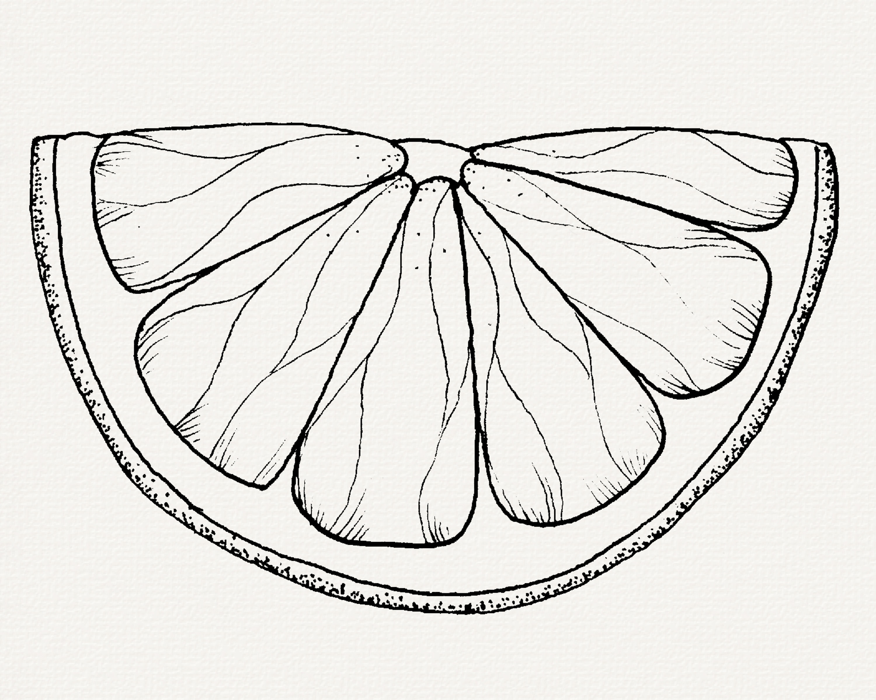 Lemon Slice Clip Art Black And White