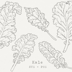 Conjunto SVG de col rizada, ilustración para uso comercial, archivo de corte para Cricut, arte lineal simple, huerto, dibujo de contorno, descarga de vectores