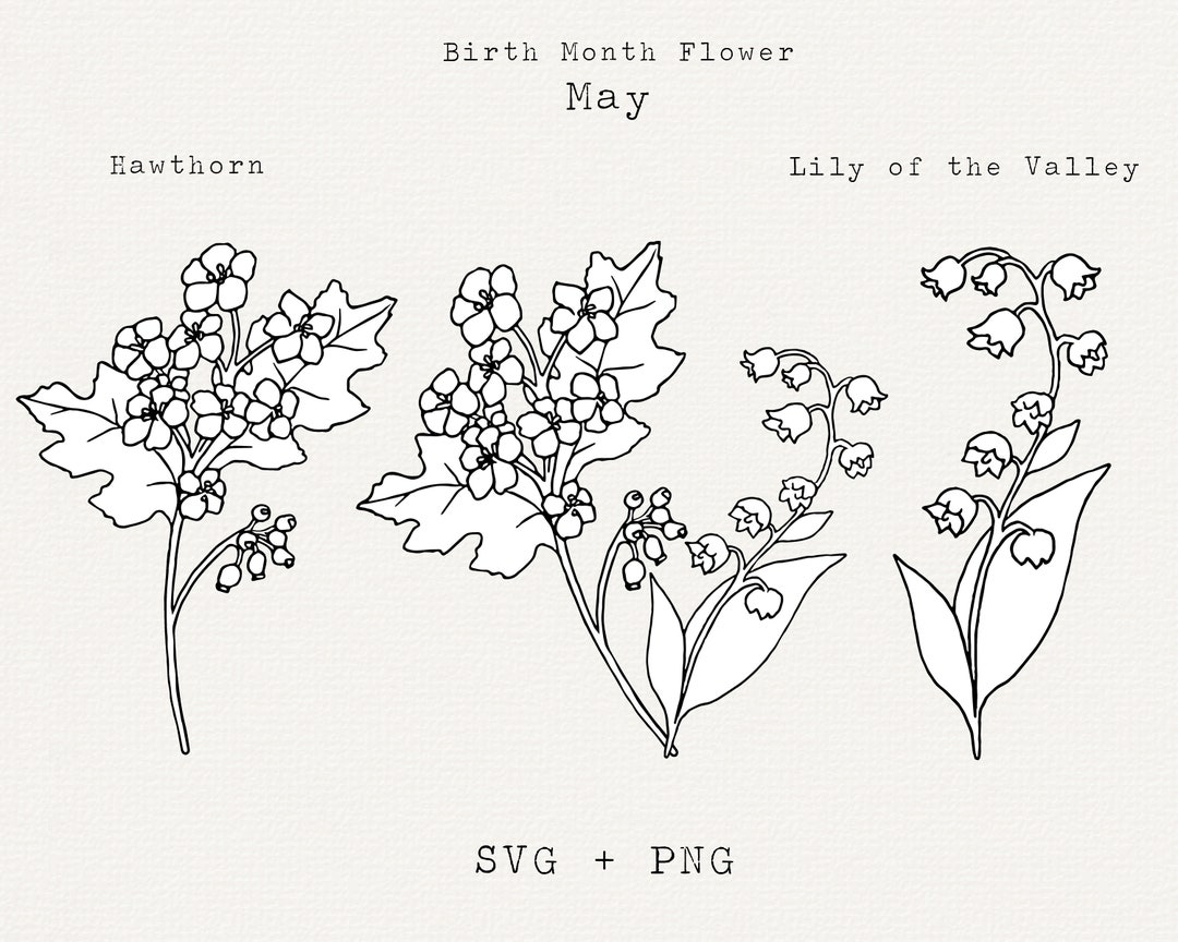 Lily of the Valley SVG, Hawthorn SVG, May Birth Month Flowers, May