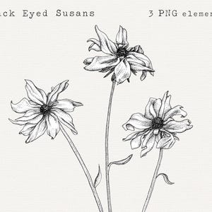 Black Eyed Susan Floral Illustration, Floral PNG Clip Art, Pen and Ink Drawing, Digital Download for Commercial Use, Botanical Drawing PNG