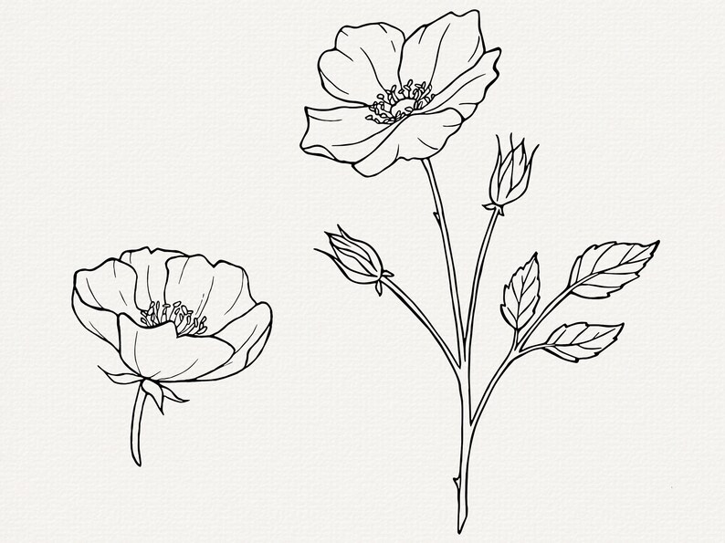Pu&ograve; includere: Disegno a linea di due rose in bianco e nero. Una rosa &egrave; in fiore e l'altra &egrave; un bocciolo. Entrambe le rose hanno steli e foglie.